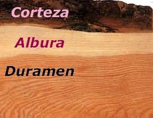 leña seccion de madera partes cortez albura duramen