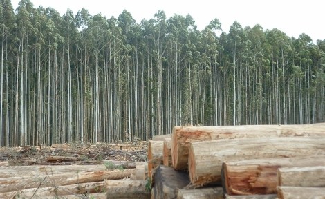 Madera: Casi el 50 % de la energía renovable producida en la UE